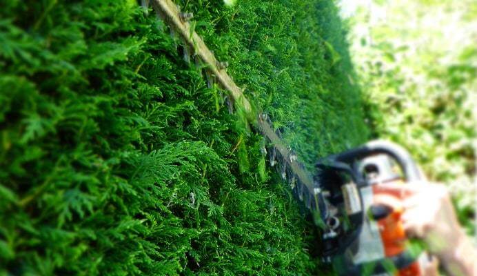 Hedge Trimming Services In Concord