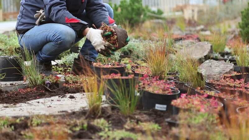 Garden Planting Services In Parramatta