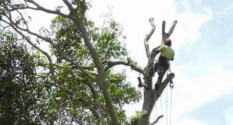 Tree Lopping Woolwich