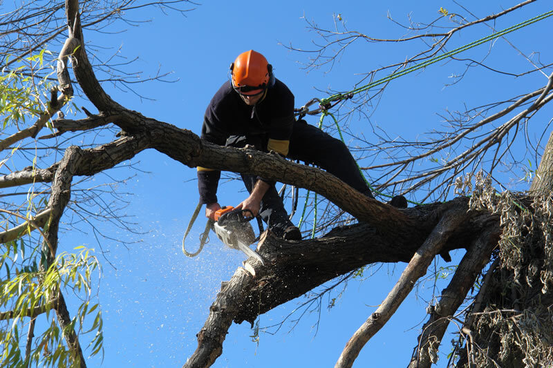 Tree Pruning Middle Cove