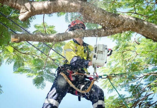 Tree Pruning Crows Nest