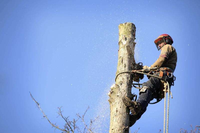 Tree Services Castle Hill