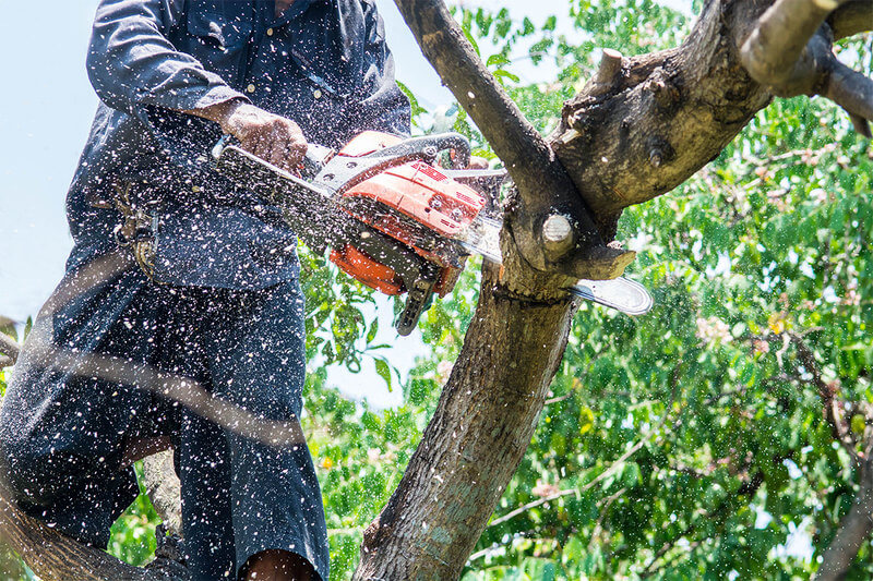 Tree Trimming Services In Croydon