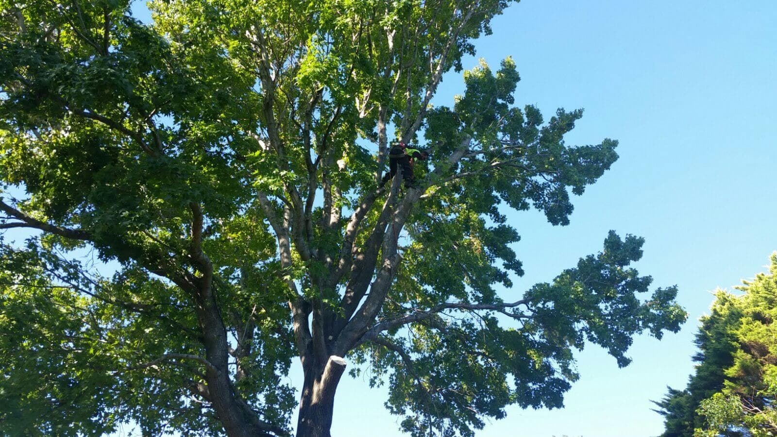 A climber among the branches during the early tree work in Lane Cove