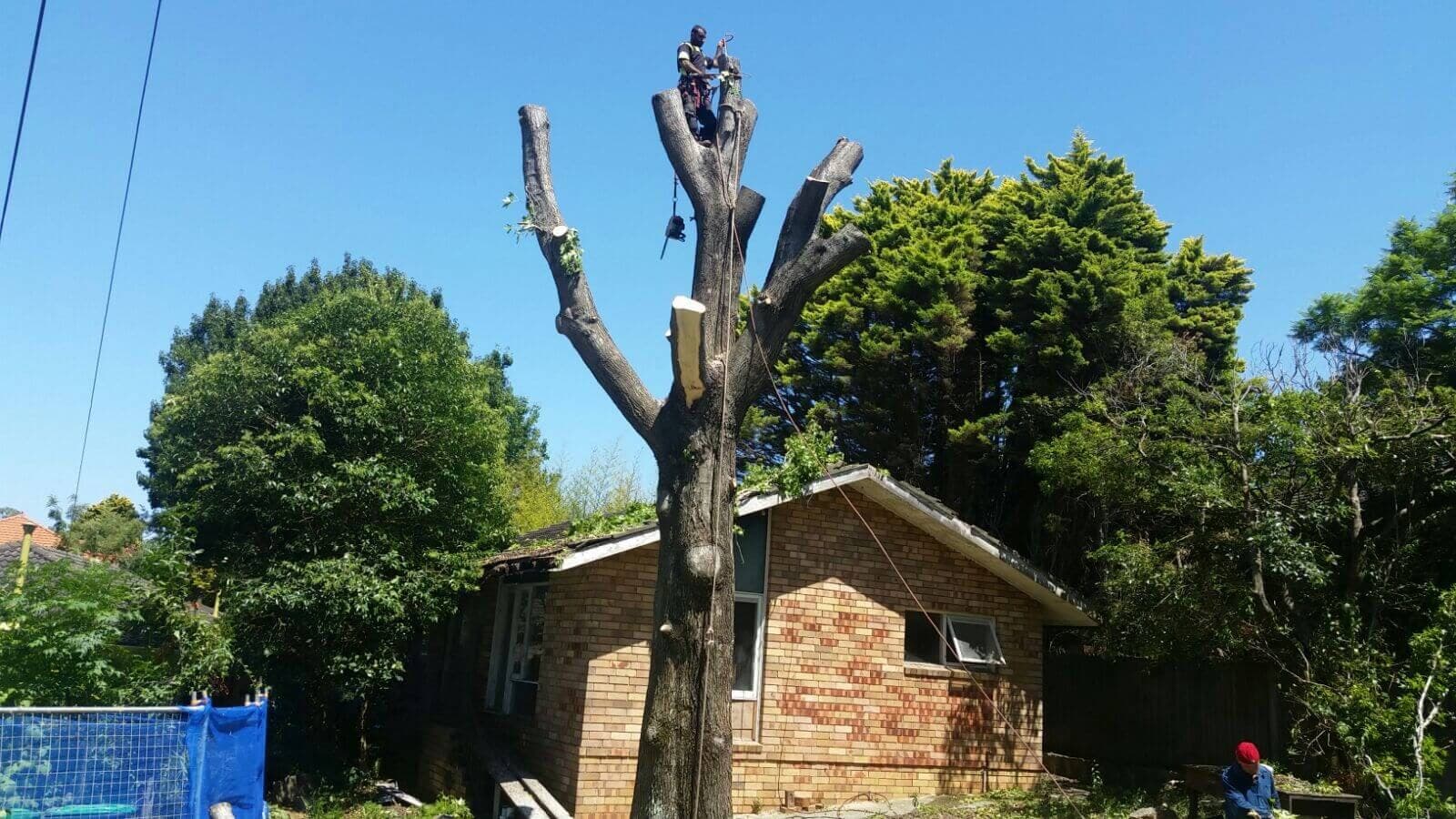 A climber working high in the tree with ropes