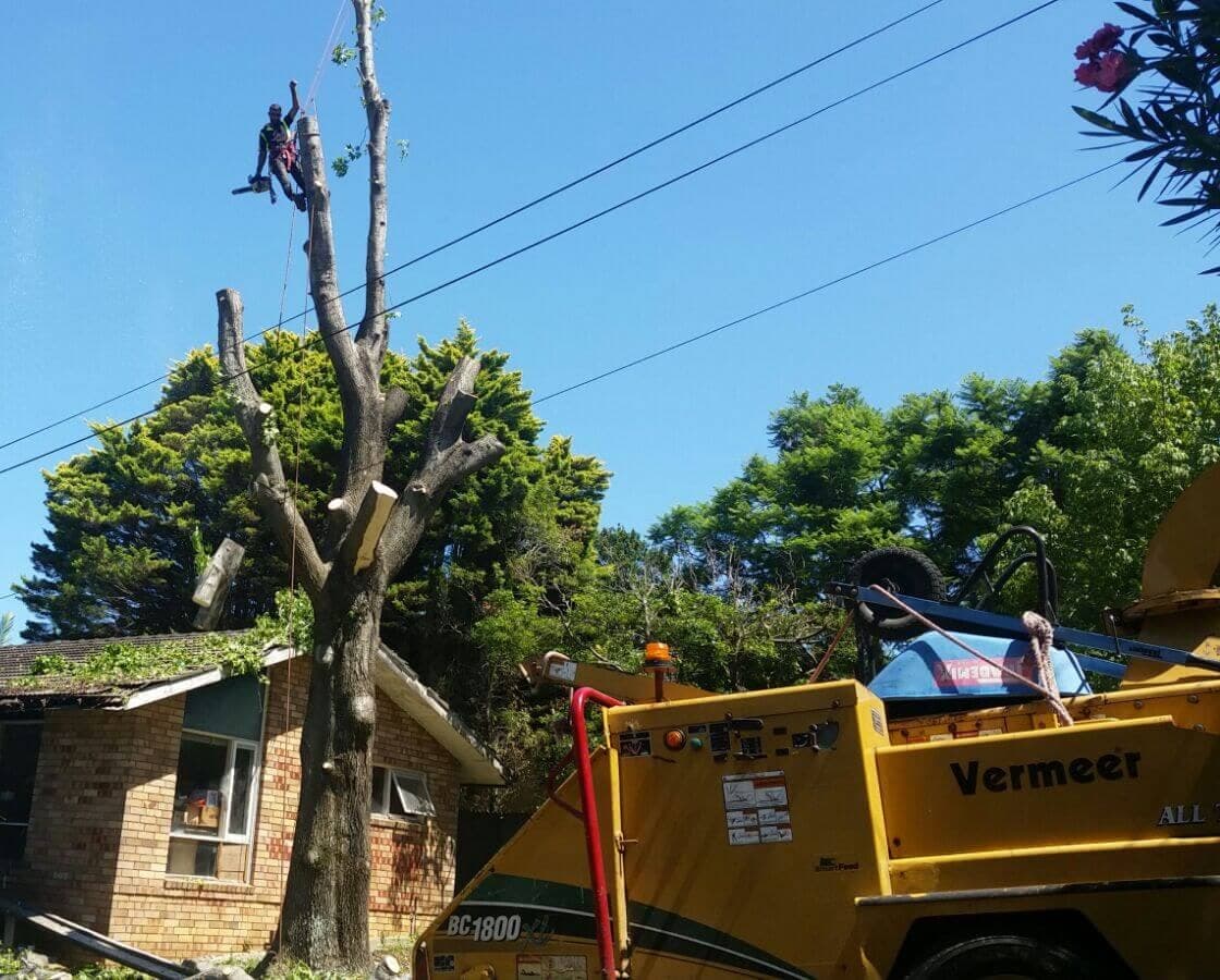 A climber at the top of a tree being taken down in sections, with the chipper below
