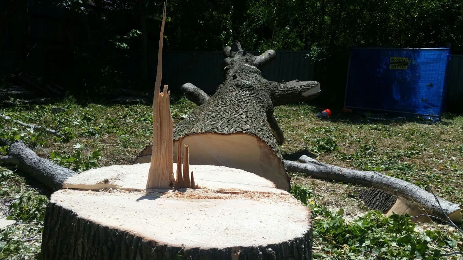 The stump and cut sections after the tree came down