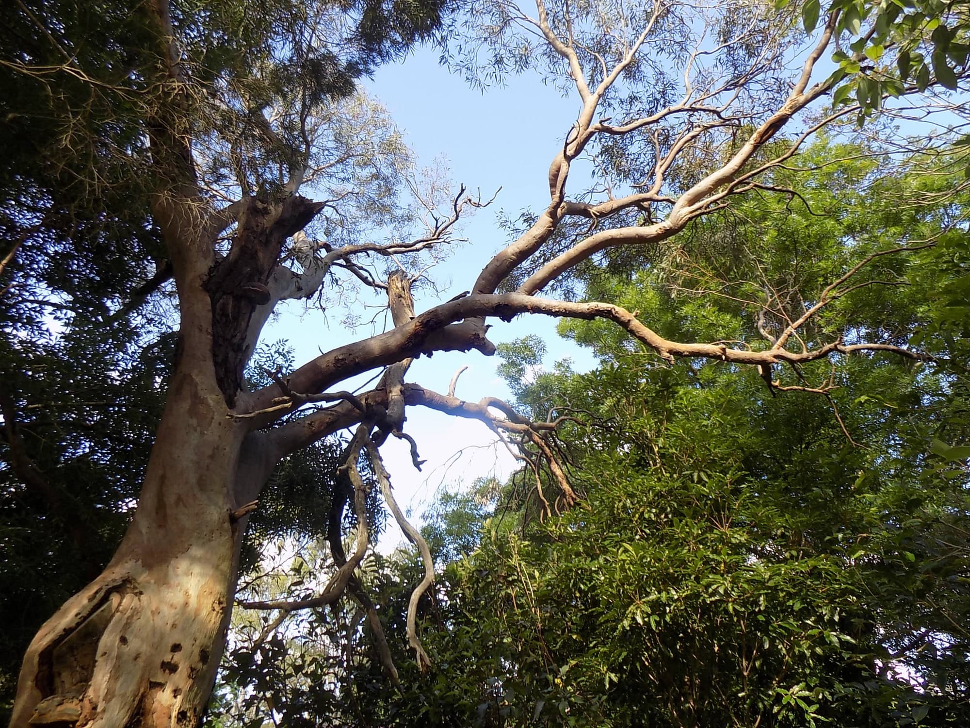 A mature eucalypt with spreading branches viewed from below