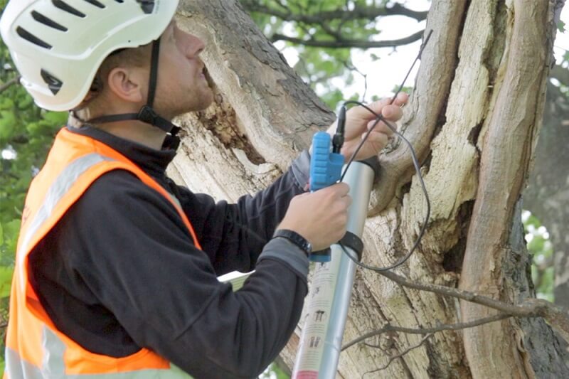 Professional arborist report services in Sydney