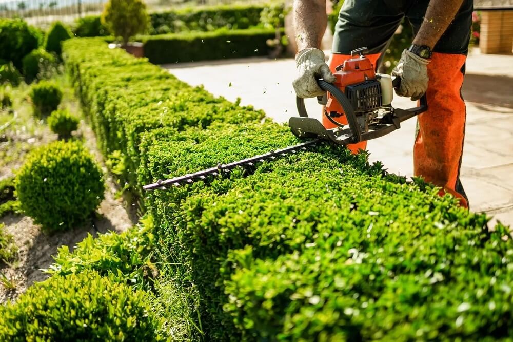 Regular Hedge Trimming Importance