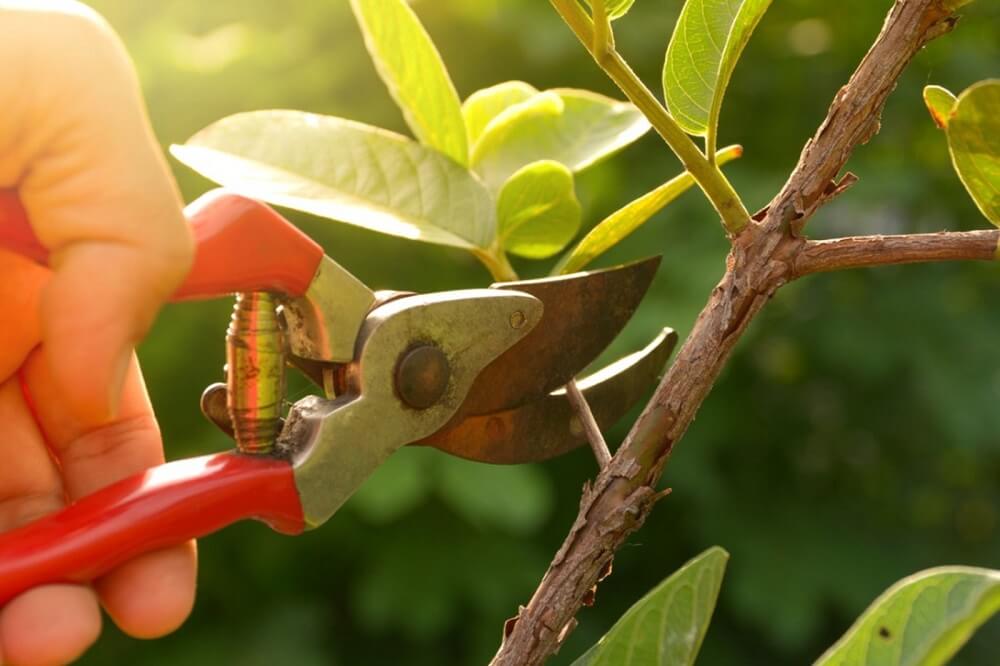 Regular Pruning Benefits