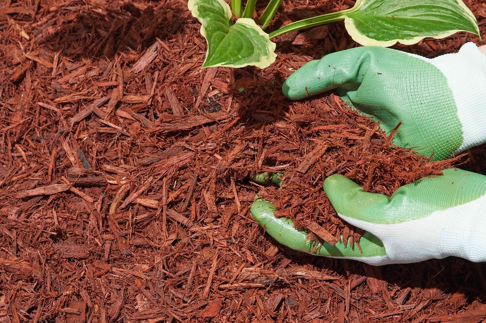 Sydney Garden Mulching Guide