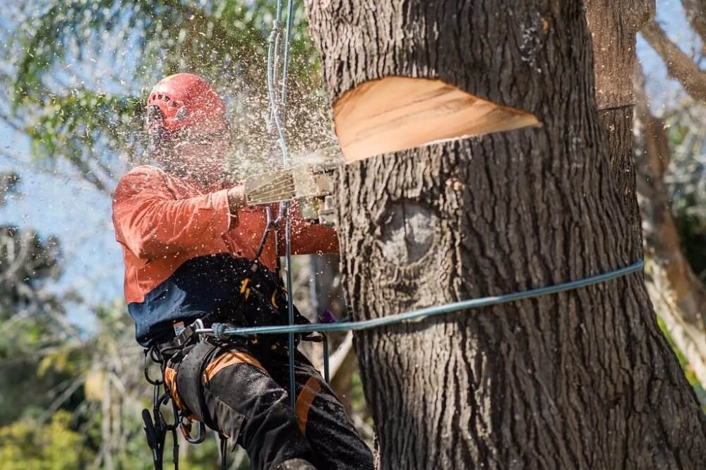 Sydney Tree Removal Guide