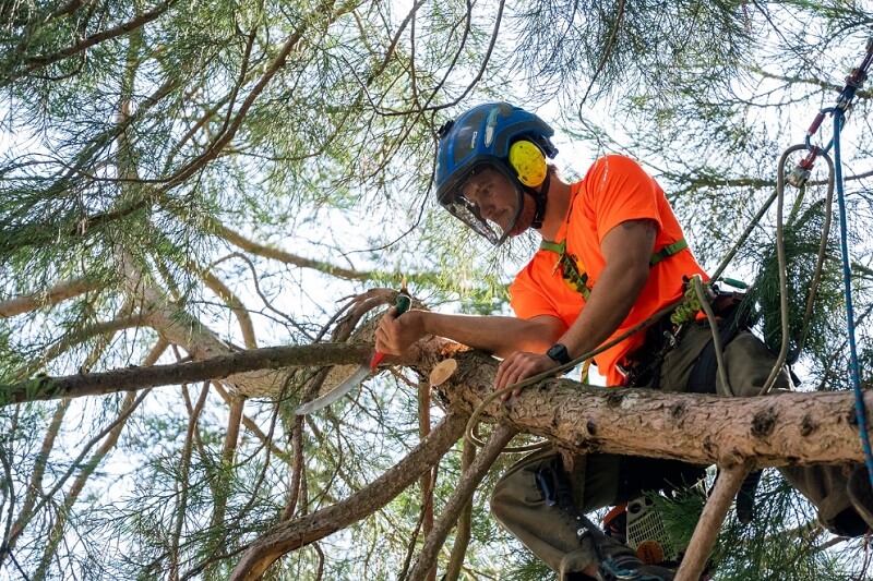 Professional dead wooding services in Sydney