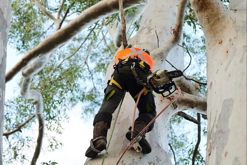 Expert tree lopping services in Sydney