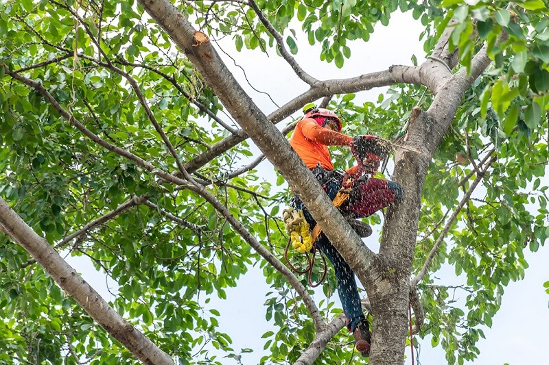 Expert tree pruning services in Abbotsford, Sydney