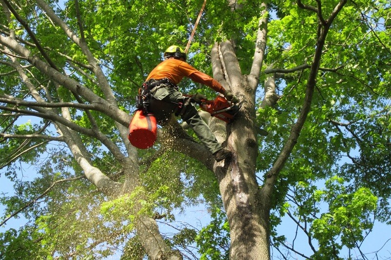 Expert tree removal services in Abbotsford, Sydney