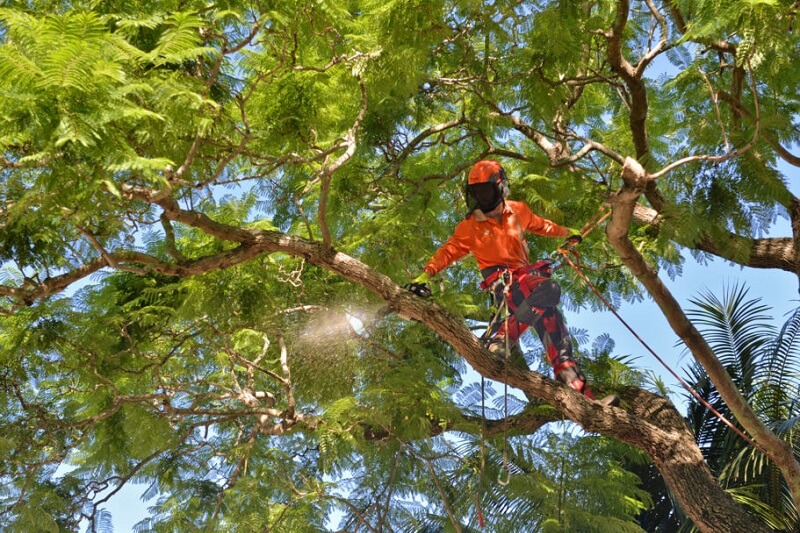 Tree Services Sydney