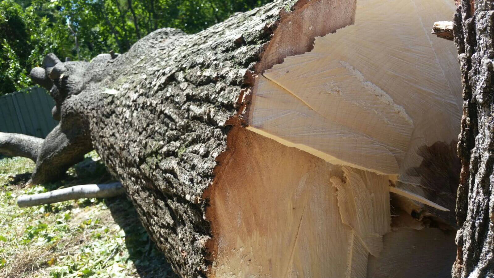 Lane Cove Tree Removal