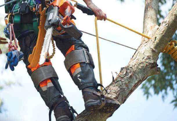 Tree Lopping Services In Castlecrag