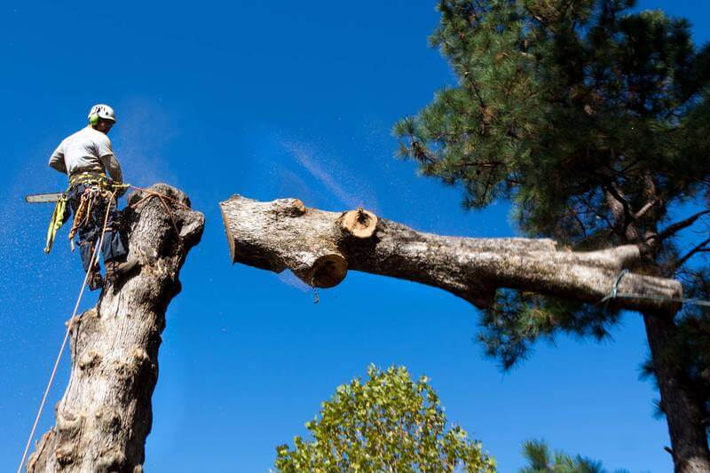 Tree Removal Services In Lewisham
